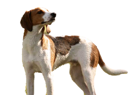 Файл:Treeing-walker-coonhound-standing.jpg — Википедия